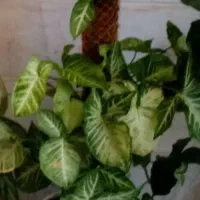 قلمه سینگونیوم،سانسوریا