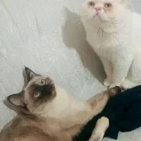 گربه پرشین اگزوتیک و سیامی