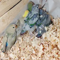 جوجه گرین چیک و برزیلی|پرنده|اهواز, کوی سعدی|دیوار