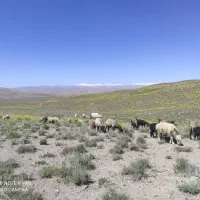 گله میش یا گله بز