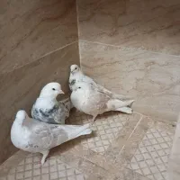 شازده‌هما‌سرول