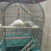 سه جوجه با پدر و مادر همه با هم 2500