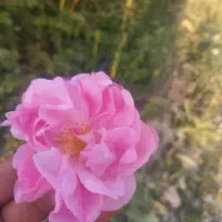 زمین کشاوری با گل محمدی