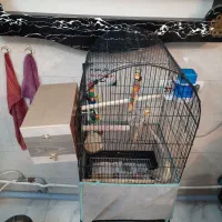 عروس هلندی جفت مست مولد ملنگو گیرینچیک|پرنده|تهران, منیریه|دیوار