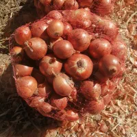 پیاز خوراکی اصل نیشابور|خوردنی و آشامیدنی|تهران, هلال احمر|دیوار