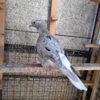 کفتر|پرنده|اهواز, اهواز|دیوار