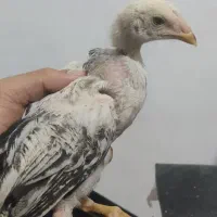 8عدد جوجه لاری اصیل بهترین جنس