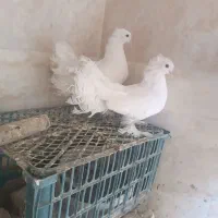 کبوتر دم چتری