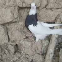 طوقی|پرنده|ریگ, |دیوار