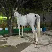 فروش اسب