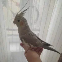 پرنده هلندی نر