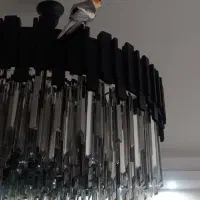جفت عروس هلندی نر و ماده