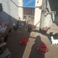 تخم مرغ نطفه دارگلین