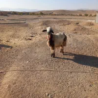 میش شهر کردی|حیوانات مزرعه|شیراز, ارم|دیوار