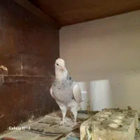 طوقی الماسی