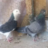 شازده،سرخ،سبزحسابی|پرنده|اصفهان, باغ فدک|دیوار