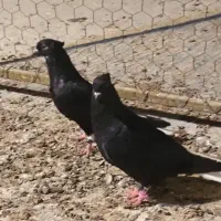 یک جفت کبوتر اشعل نروماده