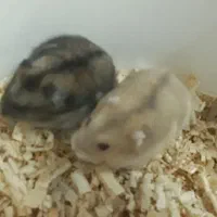 فروش همستر کمپل|موش و خرگوش|علی‌آباد کتول, |دیوار