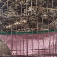 یک عدد قناری فول دستی