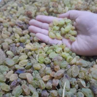 انگور سایه خشک کشمشی درشت درجه یک ارگانیک