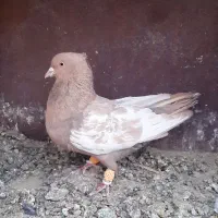 کبوتر سینه و سیاه بهبهانی