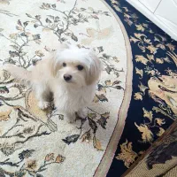 سگ شیتزو ماده|سگ|ری, دولت‌آباد|دیوار