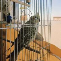 عروس هلندی زیبا