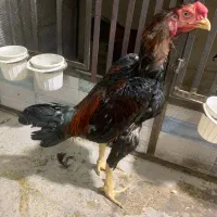 خروس لاری تاج مهر