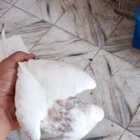 دو عدد کبوتر طوقی هفتزنگ|پرنده|شادگان, |دیوار