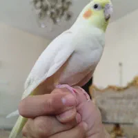 جوجه عروس هلندی