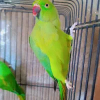 ملنگو مولد|پرنده|ساری, |دیوار