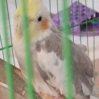 عروس هلندی