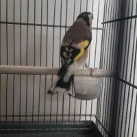 سهره ماده جوجه تویسرکان|پرنده|پردیس, فاز ۹|دیوار