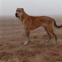 سگ نر ۱۸ ماهع