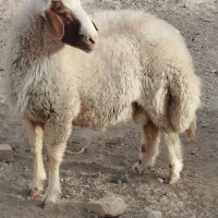 یک عدد قوچ تربور جوان. شیره دار درجه یک|حیوانات مزرعه|مشهد, آبکوه|دیوار