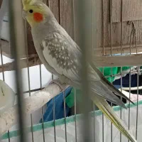 عروس هلندی|پرنده|چهاردانگه (تهران), |دیوار