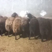 تعداد۱۶ میش دورگ افشار|حیوانات مزرعه|دهگلان, |دیوار