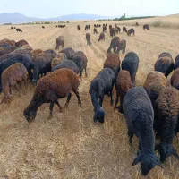 فروش گله قره قزل