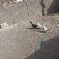 اردک تخم گذار