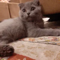 اسکاتیش بلو ماده