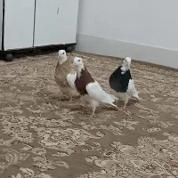 کفتر، کبوتر. 7 عدد طوقی بی نظیر|پرنده|جوین, |دیوار