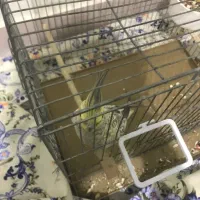 عروس هلندی گل باقالی|پرنده|ملارد, |دیوار