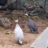 مرغ وخروس شاخدار