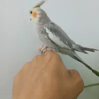 عروس هندی نر نیمه دستی|پرنده|قم, اسمعیل آباد|دیوار
