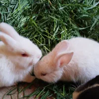 خرگوش|موش و خرگوش|یزد, |دیوار