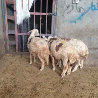 بره ماده
