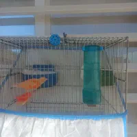 جفت قناری سرخ معاوضه با... توضیحات|پرنده|کوهدشت, |دیوار