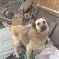 واگذاری سگ گله