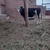 گوساله سینتال اصیل