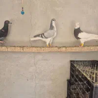 کبوتر ماده و چپ|پرنده|قزوین, |دیوار